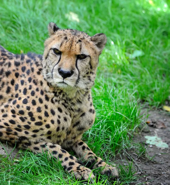 Bellissimo ghepardo su un'erba verde — Foto Stock