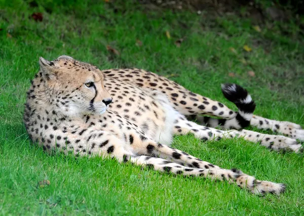 Krásný gepard na zelené trávě — Stock fotografie