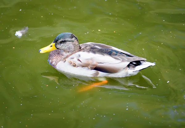 Ente auf dem Wasser — Stockfoto