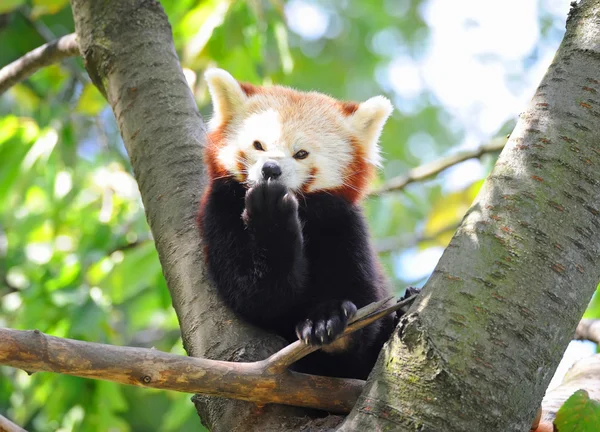 Panda vermelho na árvore — Fotografia de Stock