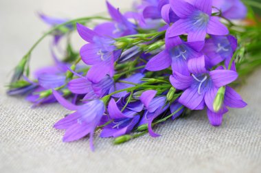 çan çiçeği çiçek