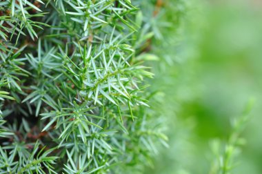 Arka plan ardıç (Juniperus çalı)