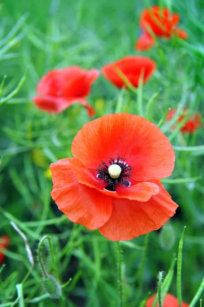 Blume des roten Mohns — Stockfoto