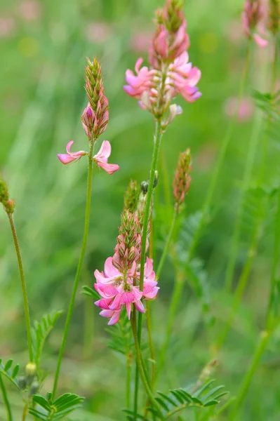 Квіти sainfoin (Onobćis viciifolia ) — стокове фото