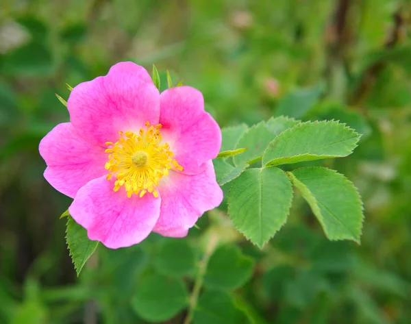 Kwiat róży psiej (Rosa canina) rosnący w przyrodzie — Zdjęcie stockowe