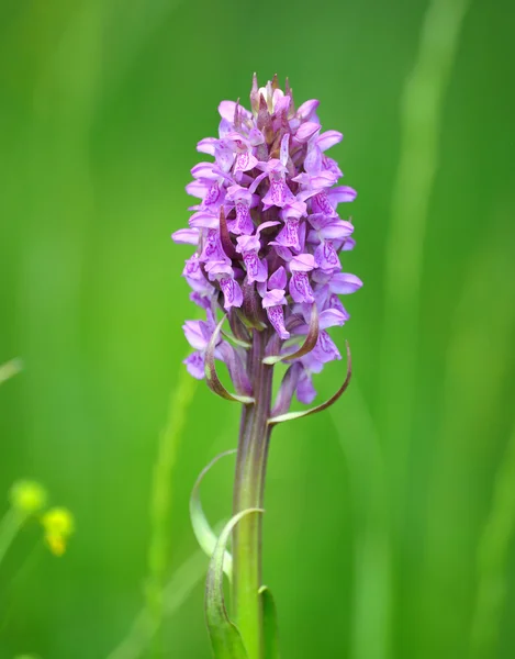Wild Orchid (Orchis) — Stock Photo, Image