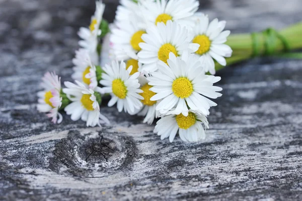 Bos van daisy op oude houten achtergrond — Stockfoto