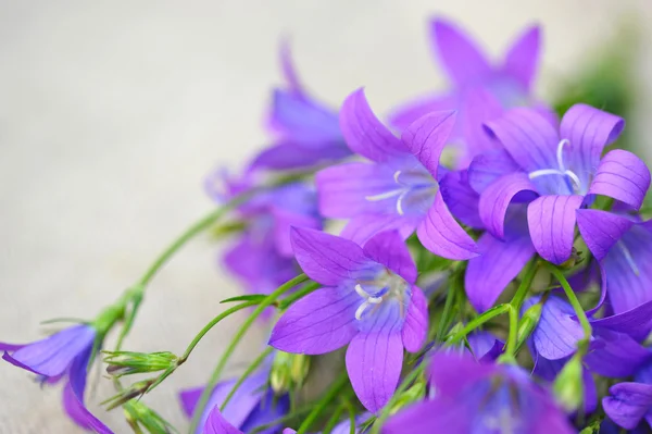 Campanula flowers with copy space — Stock Photo, Image