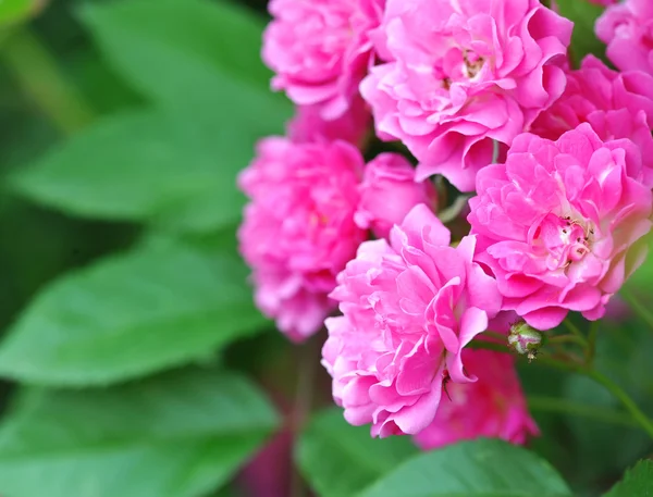 Розовые розы на естественном фоне — стоковое фото