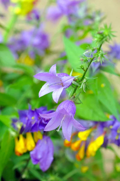 Zbliżenie: letnie kwiaty bukiet — Zdjęcie stockowe