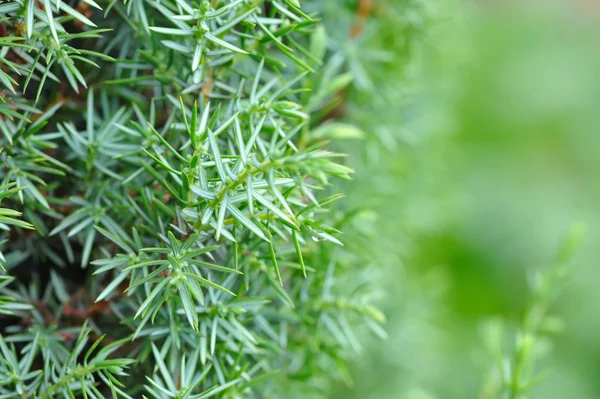 Pozadí keře jalovce (Juniperus) — Stock fotografie