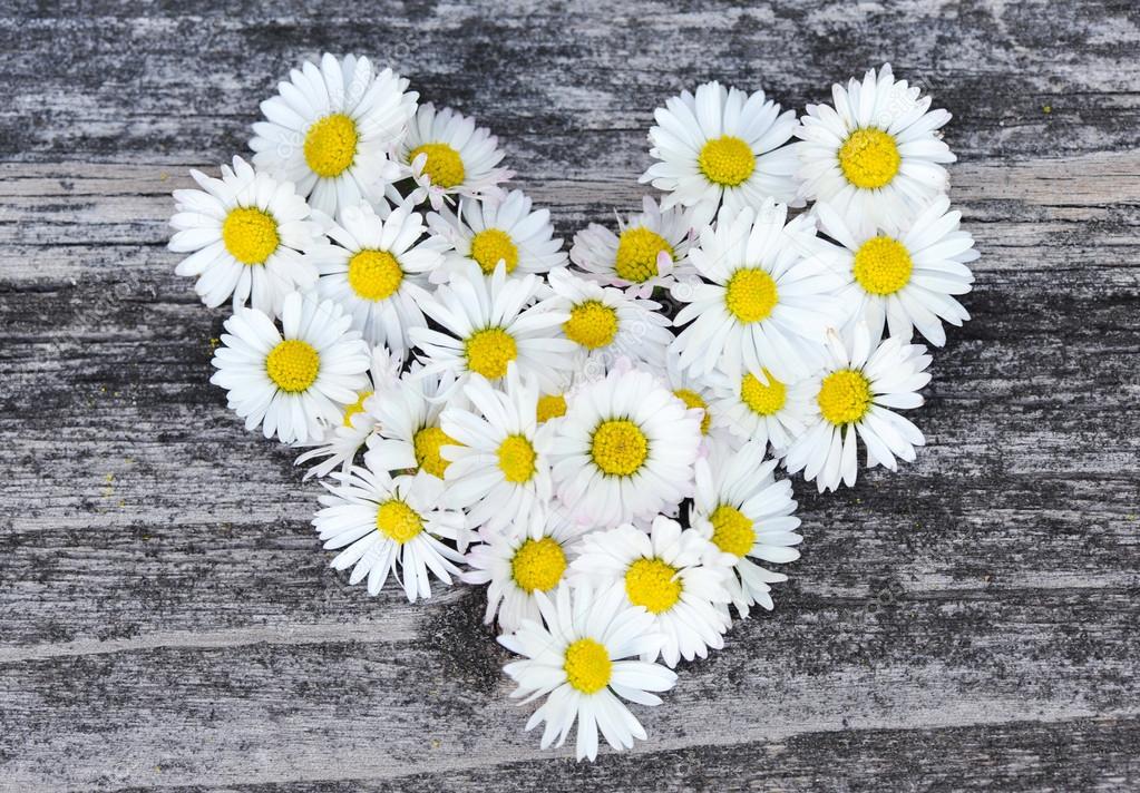 Gänseblümchen Liebe