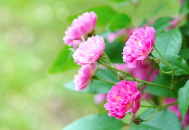 pembe Gül doğal bir arka plan üzerinde bulunmaktadır.