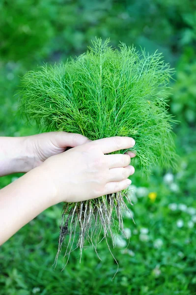 Dill fresco é apenas arrancado está em uma mão — Fotografia de Stock