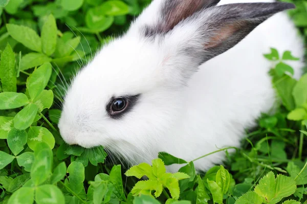 Baby white rabbit in grass — Stock Photo, Image