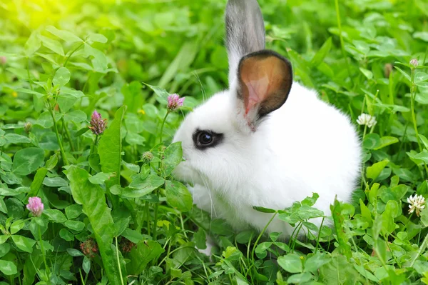 Baby wit konijn in gras — Stockfoto