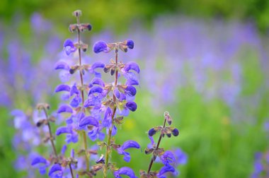 Çayır adaçayı (Salvia pratensis)