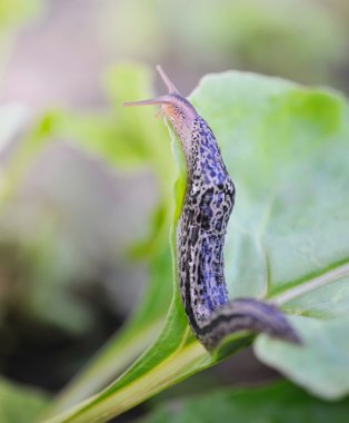 Sivilceli slug (Limax maximus) üzerinde yeşil bir yaprak sürünür
