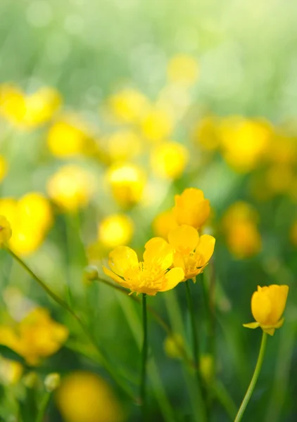 Ranunkeln gelbe Blüten auf der grünen Wiese mit Sonnenstrahlen — Stockfoto