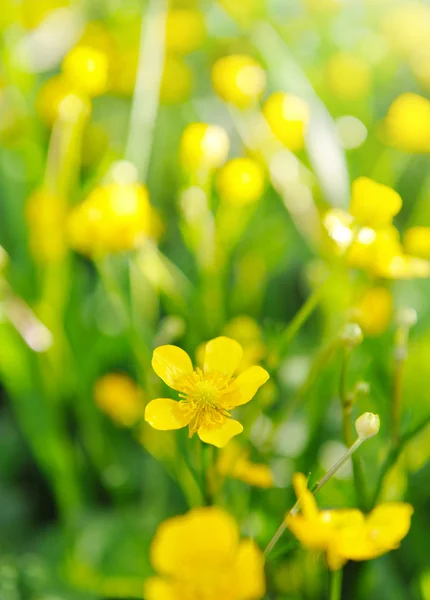 Flowering Ranunculus - buttercup, spearwort, water crowfoot — Stock Photo, Image