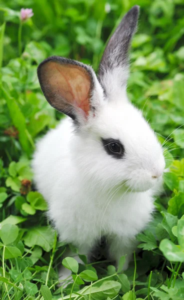 Дитячий білий кролик у траві — стокове фото