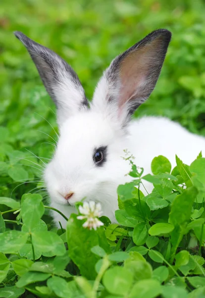 Baby weißes Kaninchen im Gras — Stockfoto