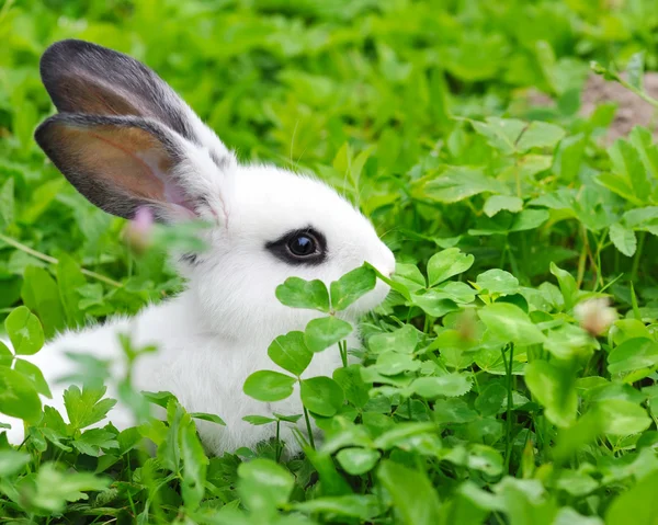 Baby wit konijn in gras — Stockfoto