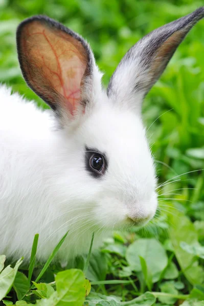 Baby white rabbit in grass — Stock Photo, Image