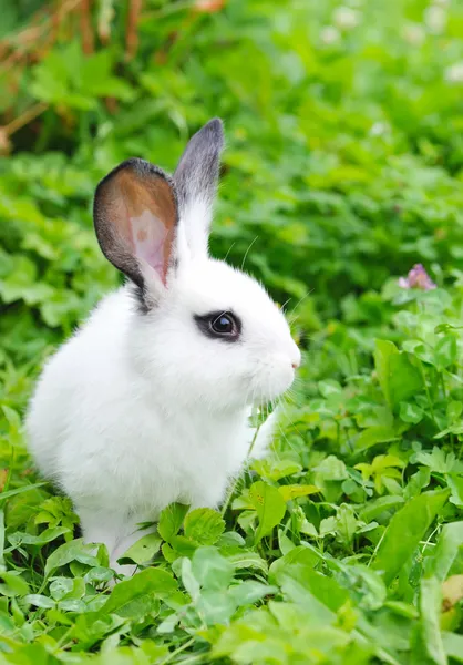 Baby weißes Kaninchen im Gras — Stockfoto