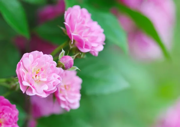 Rosa rosas estão em um fundo natural — Fotografia de Stock