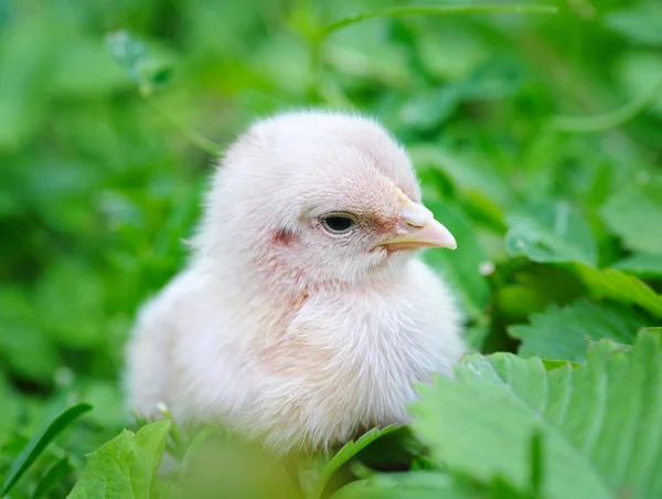 Petit poulet sur l'herbe — Photo