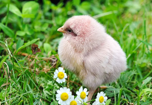 Kleine kip op het gras — Stockfoto