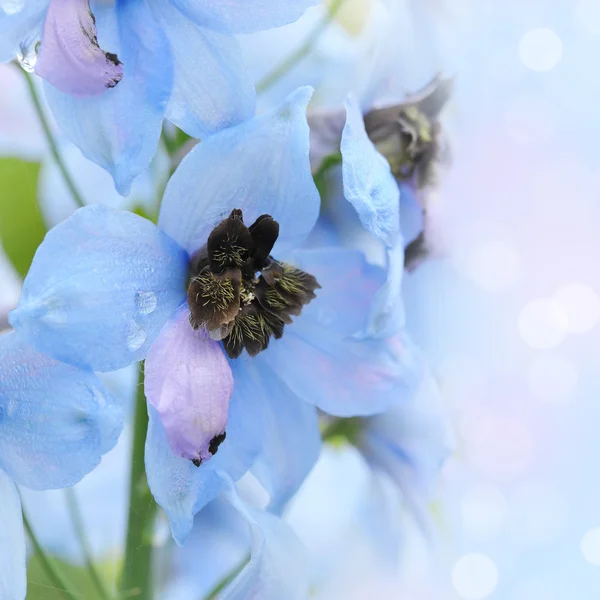 Delphinium — Stock Photo, Image