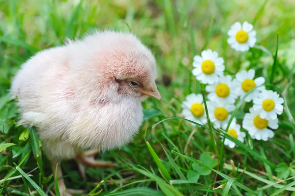 Kleine kip op het gras — Stockfoto