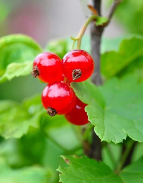 Ramura coacăzei roșii (Ribes rubrum ) — Fotografie, imagine de stoc