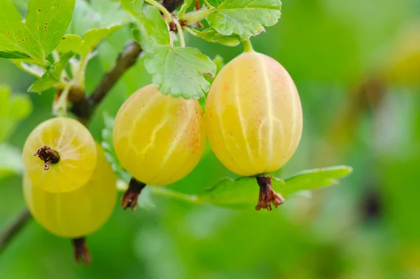 Ripe gooseberries are on a branch — 스톡 사진