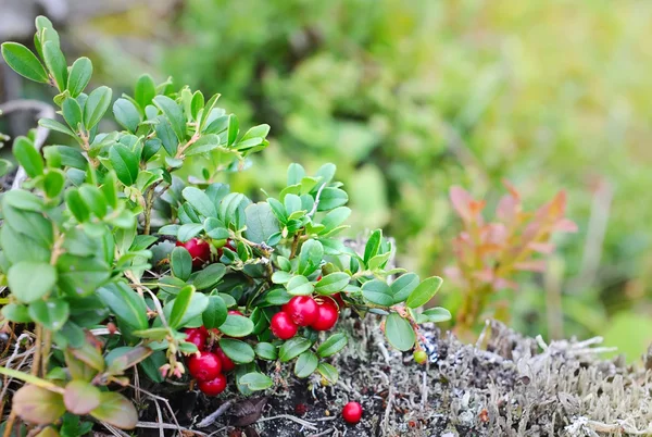 Berries of wild cowberry (Vaccinium vitis-idaea) — Stock Photo, Image