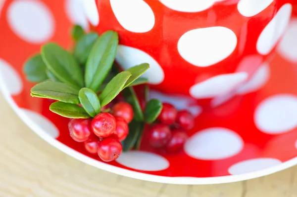 Cowberry (Vaccinium vitis-idaea) tea — Stock Photo, Image