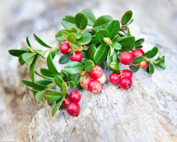 Vahşi Fuska (Vaccinium vitis-idaea meyveler) — Stok fotoğraf