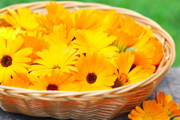 Flores frescas de caléndula están en una cesta — Foto de Stock