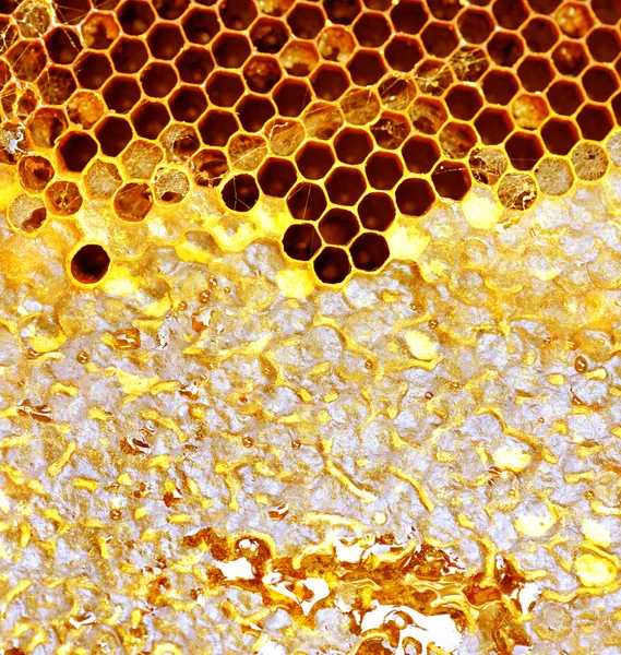 Söt honeycomb vilda bin — Stock fotografie