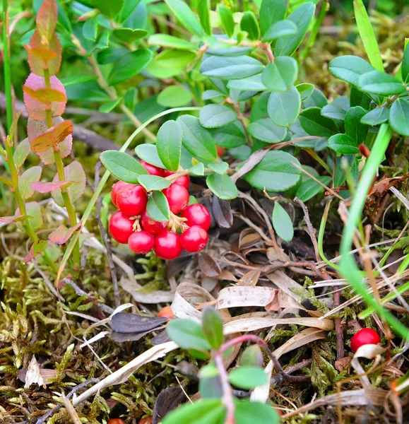 Μούρα των άγριων cowberry (Vaccinium vitis-idaea) — Φωτογραφία Αρχείου