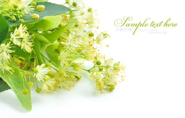 Flowers of linden tree on a white background — Stock Photo, Image
