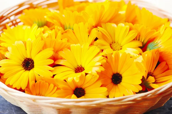 Flores de calêndula frescas estão em uma cesta — Fotografia de Stock