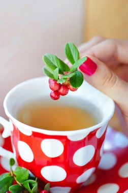Fuska (Vaccinium vitis-idaea) çay kadın elinde