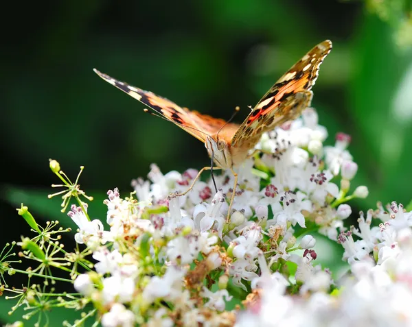 Farfalla dipinta Lady (vanessa cardui) su fiori bianchi — Foto Stock