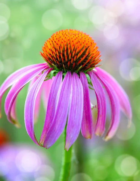 Flor de equinácea no fundo verde natural — Fotografia de Stock