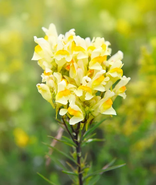 开花共同 toadflax，黄色 toadflax (柳) — 图库照片