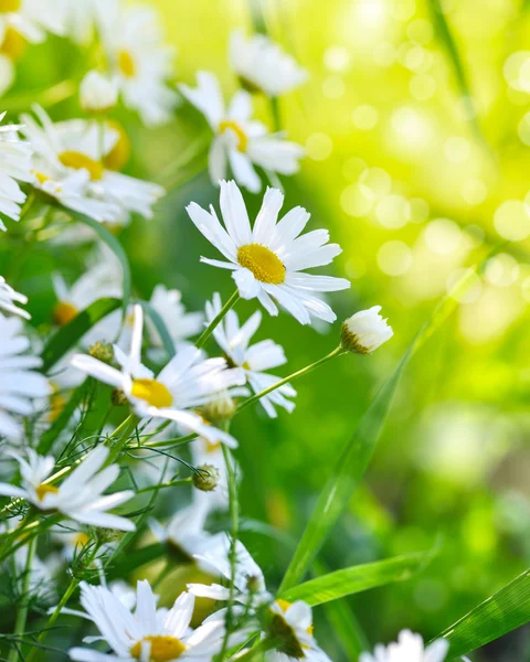 Bloemen van kamille — Stockfoto