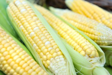 taze mısır koçanı, yakın çekim